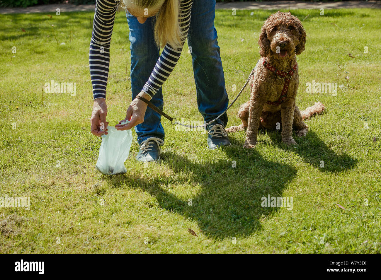 Una donna matura pulizia dopo il suo cane come lei riprende il suo dog poo. Foto Stock