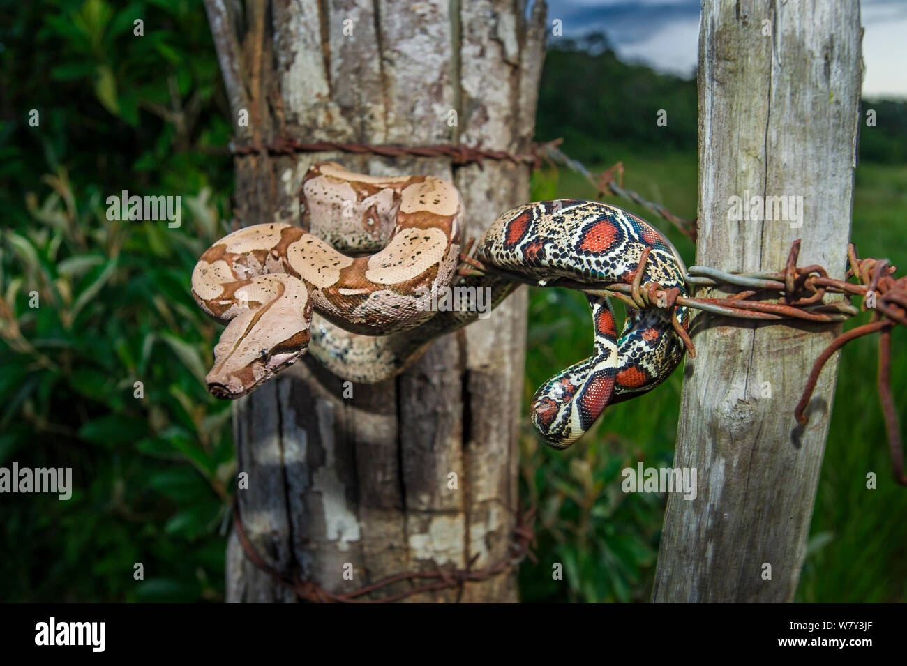 I capretti Rossa colombiana-tailed Boa Constrictor (Boa Constrictor constrictor) muovendosi lungo un filo spinato. Unamas Riserva e Ranch, Los Llanos, Colombia, America del Sud. Foto Stock