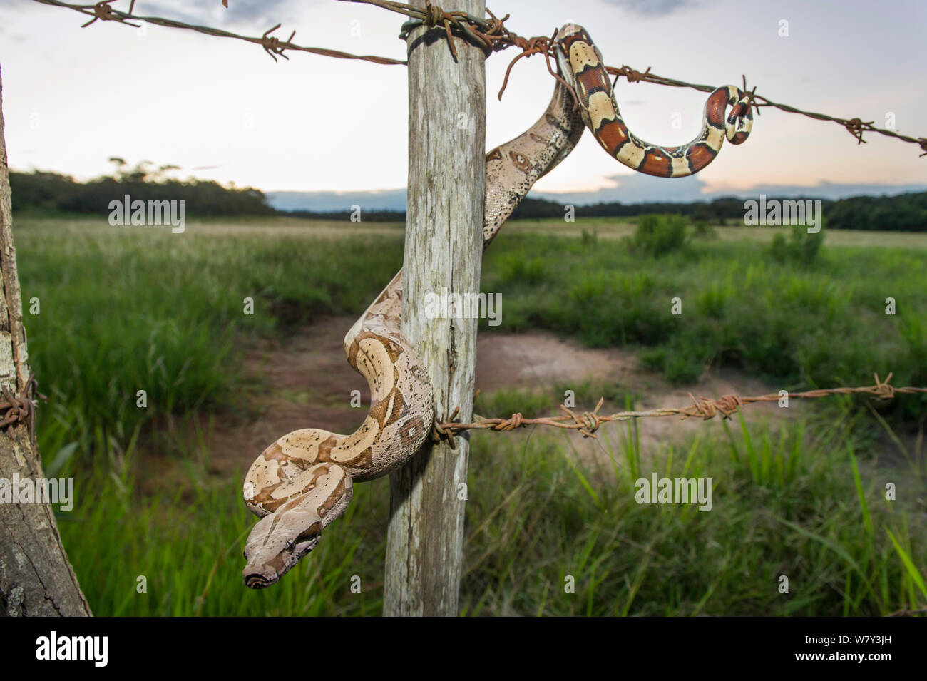 I capretti Rossa colombiana-tailed Boa Constrictor (Boa Constrictor constrictor) muovendosi lungo un filo spinato. Unamas Riserva e Ranch, Los Llanos, Colombia, America del Sud. Foto Stock