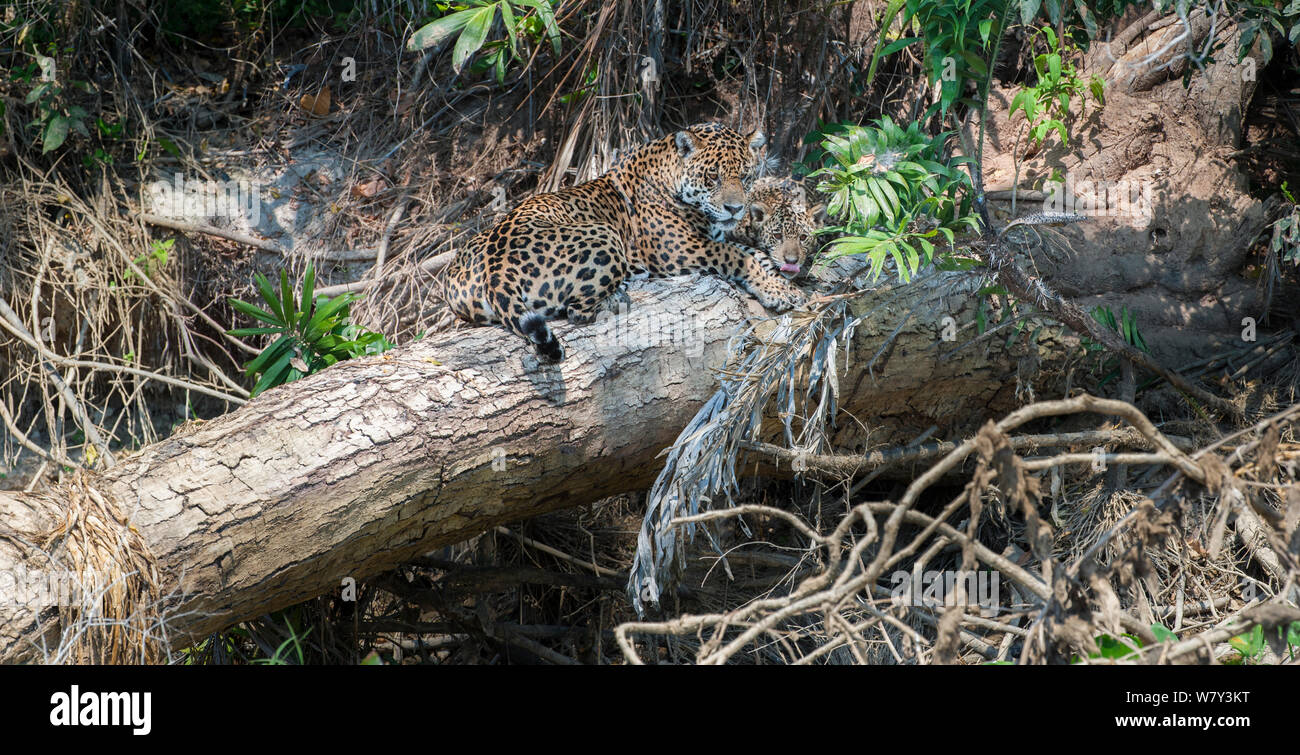 Jaguar femmina (Panthera onca palustris) con cub (età stimata a 5 mesi), che poggiano su un albero caduto oltre il Fiume Cuiaba. Porto Jofre, northern Pantanal, Mato Grosso Membro, Brasile, Sud America. Foto Stock