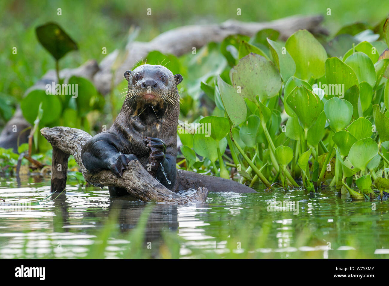 Lontra gigante (Pteronura brasiliensis) tenuta su di un ramo in una laguna off fiume Paraguay, Taiama Riserva, western Pantanal, Brasile, Sud America. Foto Stock