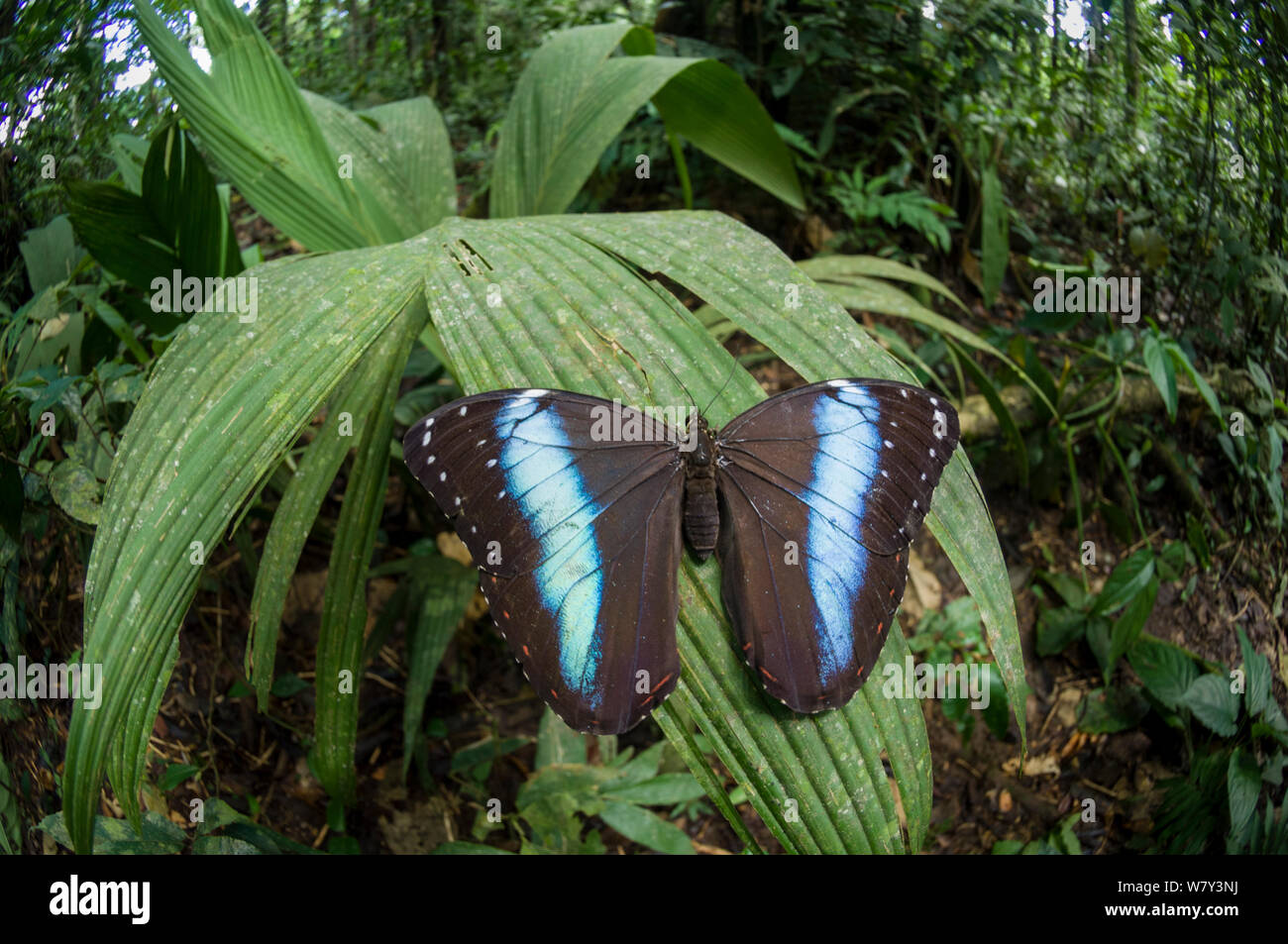 Blue Butterfly morfo morfo (sp) sulla foglia, Amazonia, Ecuador, Sud America. Foto Stock