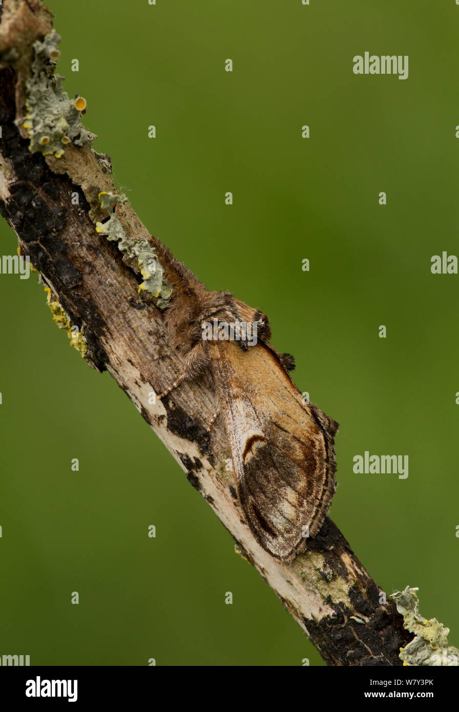 Pebble prominente tarma (Eligmodonata ziczac) su lichen coperto ramoscello, Lincolnshire, Inghilterra, Regno Unito, Giugno. Foto Stock