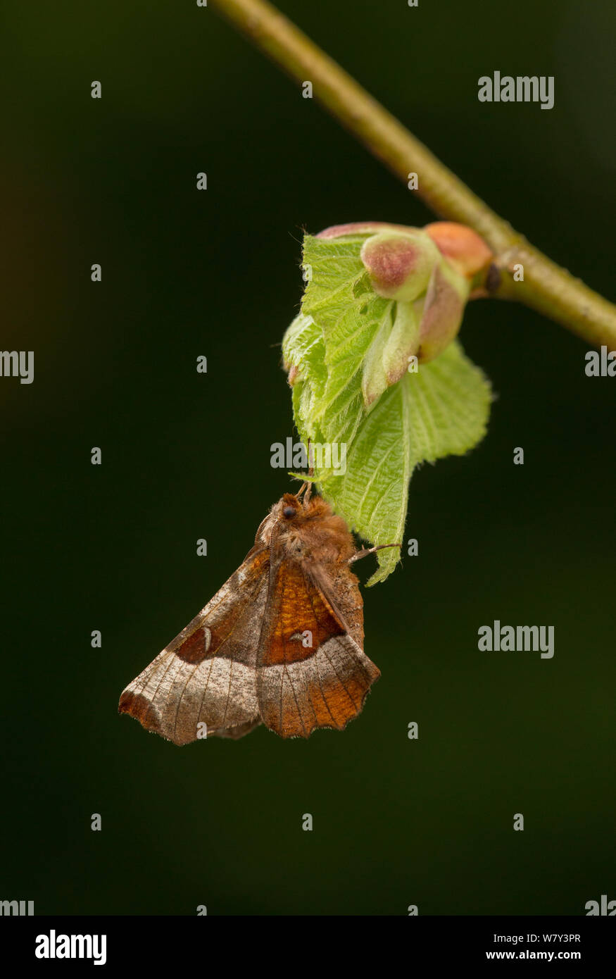 Viola thorn tarma (Selenia tetralunaria) appena emerse foglia, Sheffield, England, Regno Unito, maggio. Foto Stock