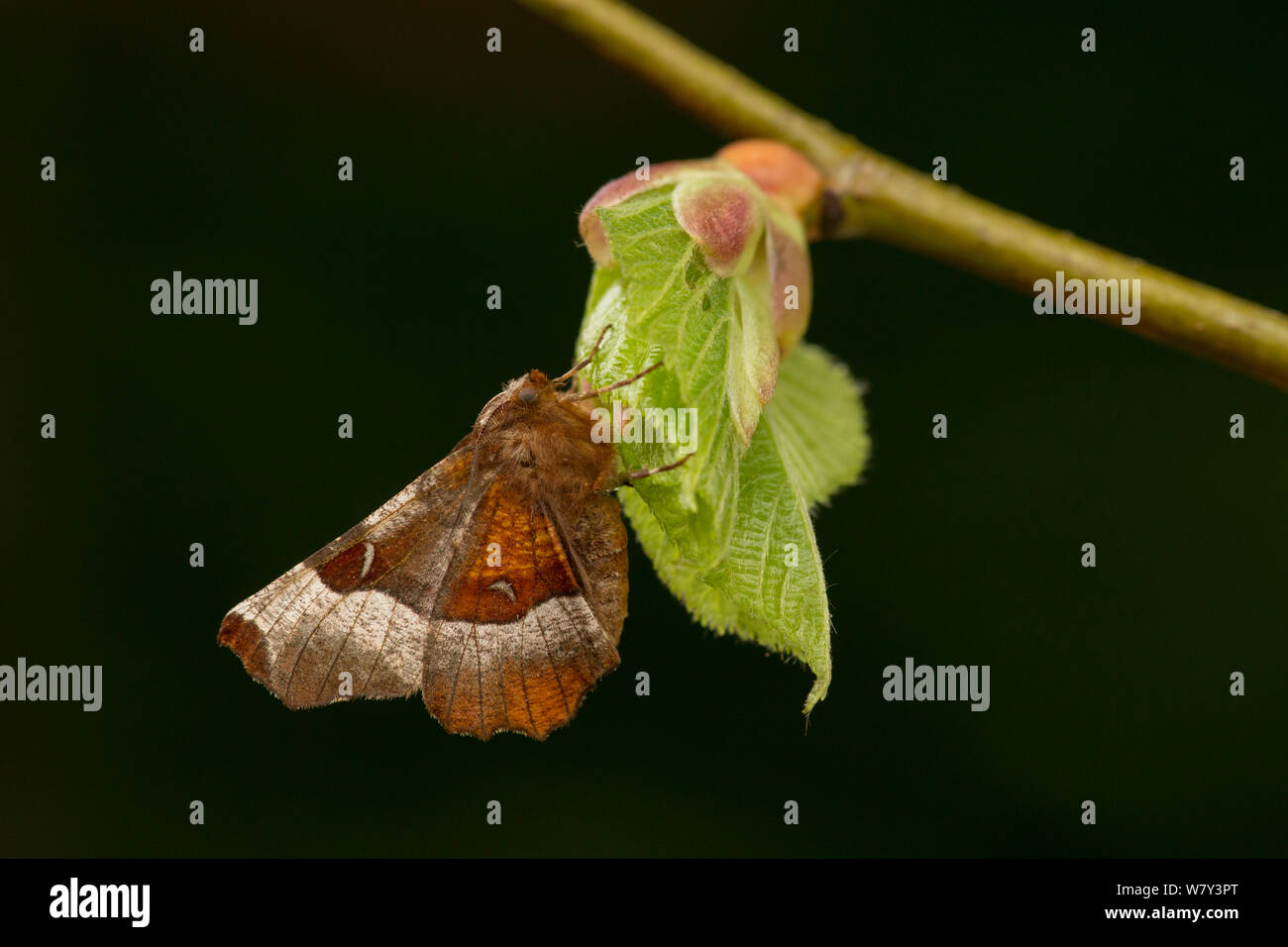 Viola thorn tarma (Selenia tetralunaria) su appena emerse foglia, Sheffield, England, Regno Unito, maggio. Foto Stock