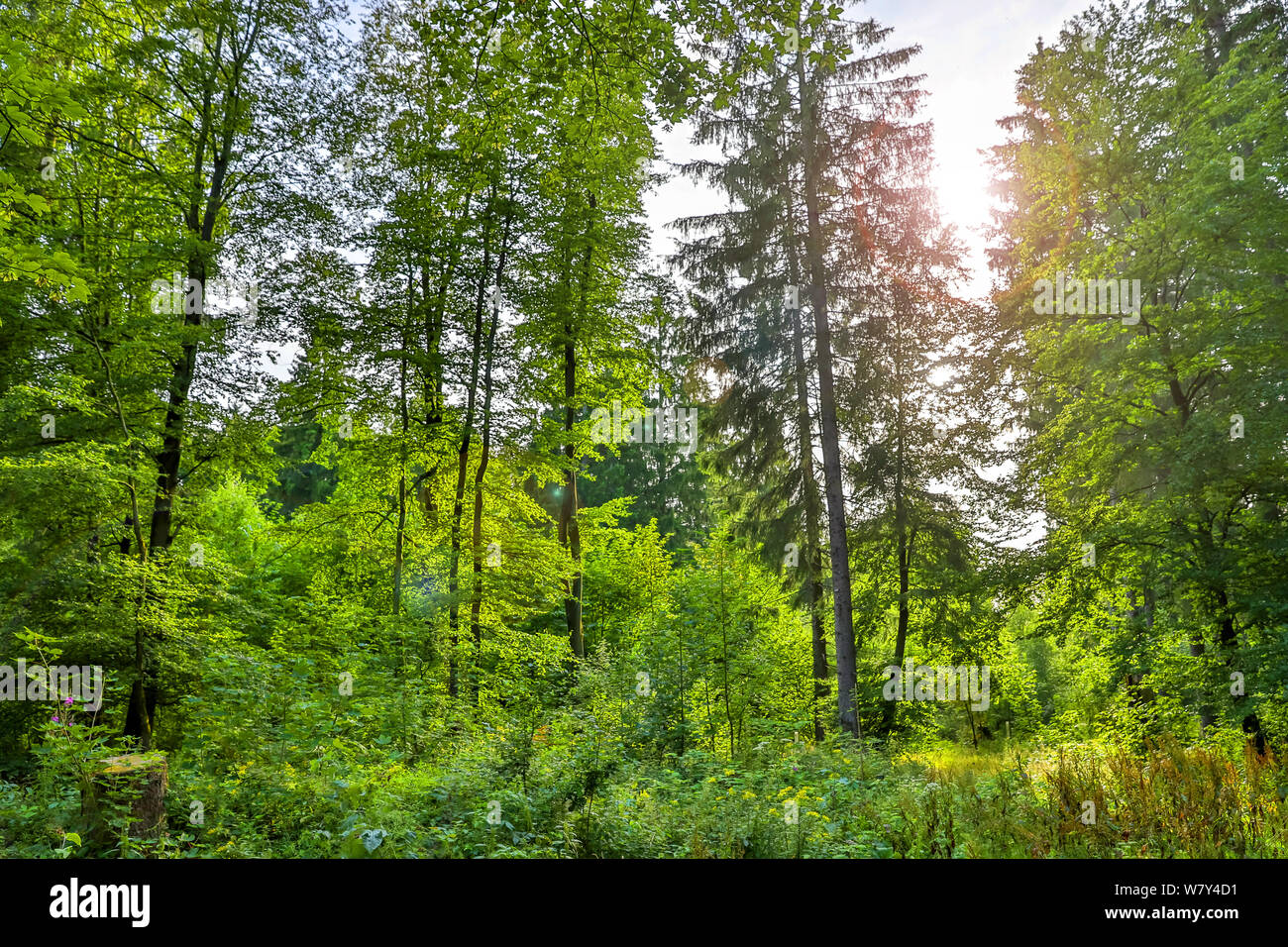 Il verde lussureggiante forestscape estate Foto Stock