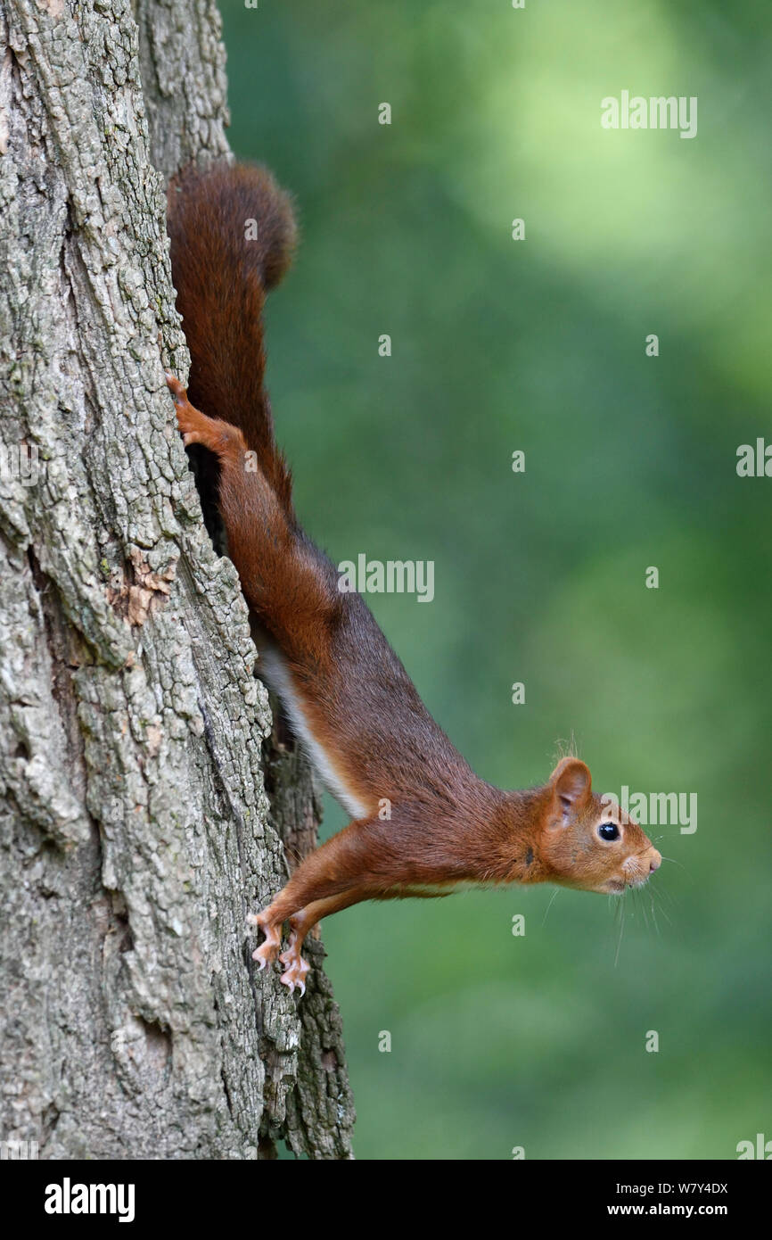 Red scoiattolo (Sciurus vulgaris) 2, Allier, Avergna Francia, Luglio. Foto Stock