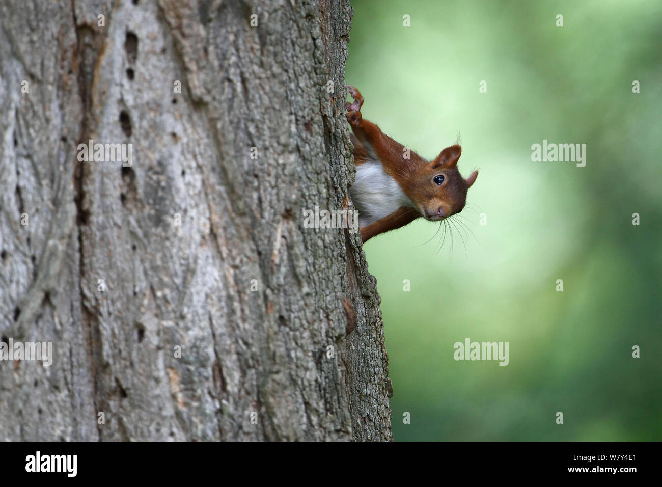 Red scoiattolo (Sciurus vulgaris) 2, Allier, Avergna Francia, Luglio. Foto Stock