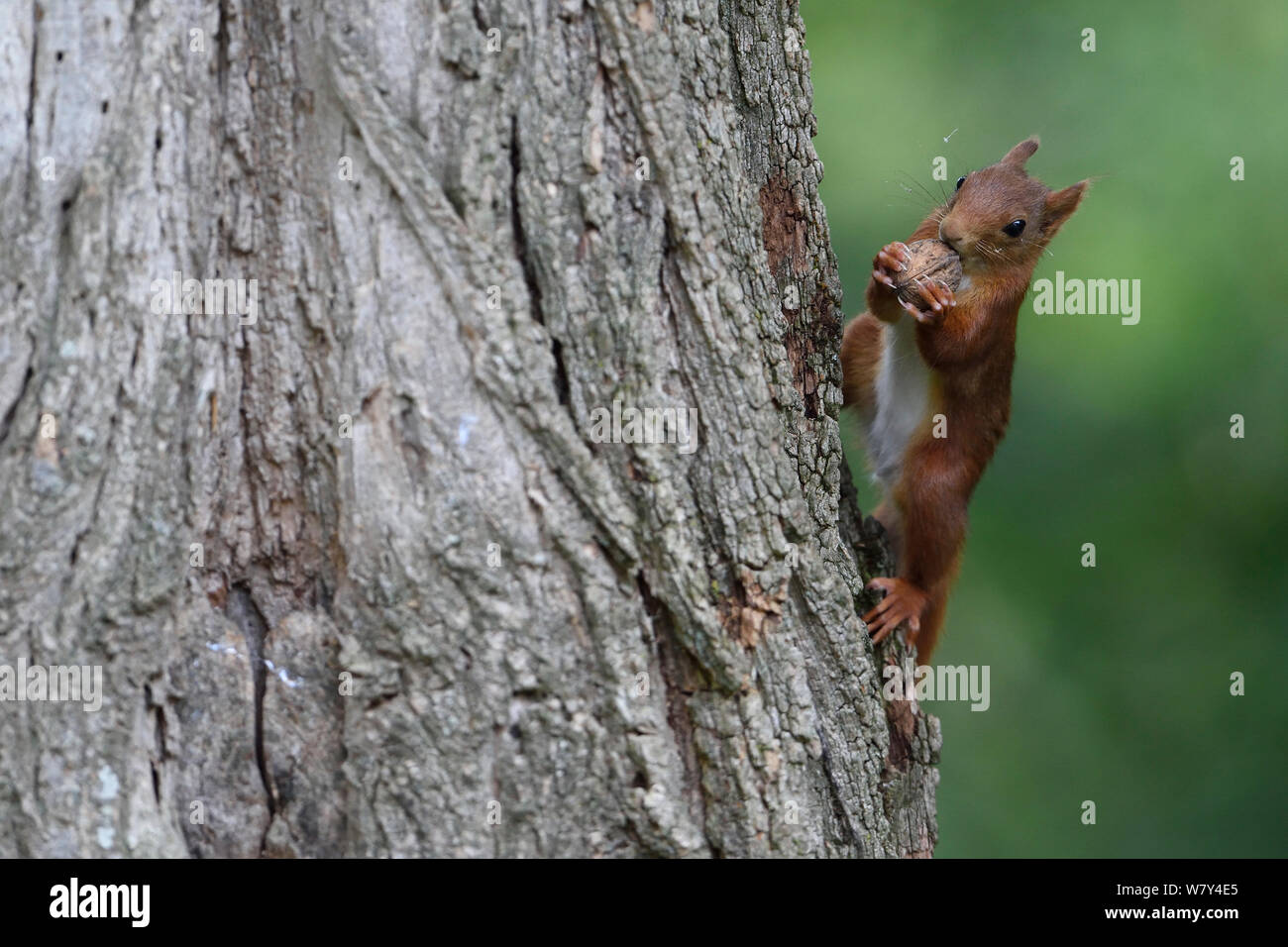 Red scoiattolo (Sciurus vulgaris) con dado, Allier, Avergna Francia, Luglio. Foto Stock