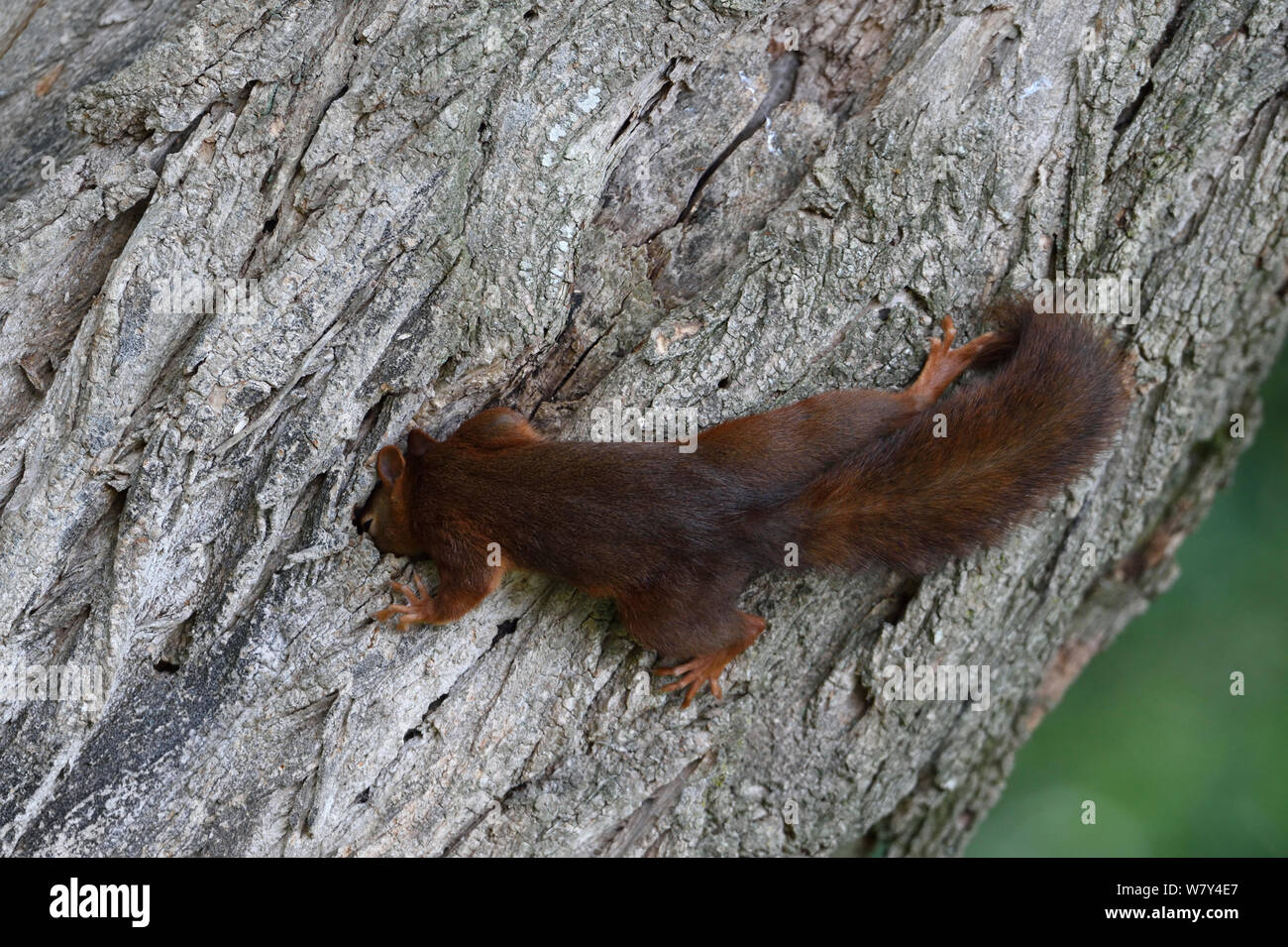 Red scoiattolo (Sciurus vulgaris) Ricerca nella cache nella struttura ad albero, Allier, Avergna Francia, Luglio. Foto Stock