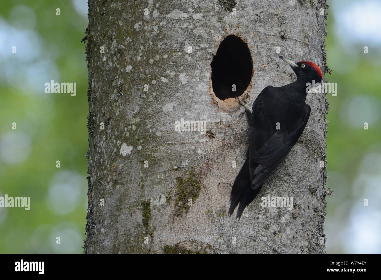 Picchio nero (Dryocopus martius) al foro di nido nella struttura ad albero, Vosges, Francia, giugno. Foto Stock