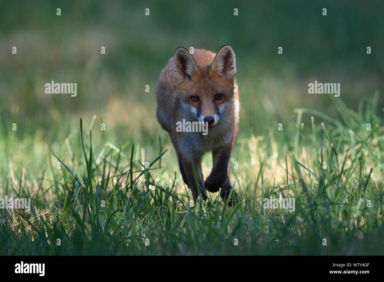 Red Fox (Vulpes vulpes vulpes) cub in esecuzione, Vosges, Francia, giugno. Foto Stock