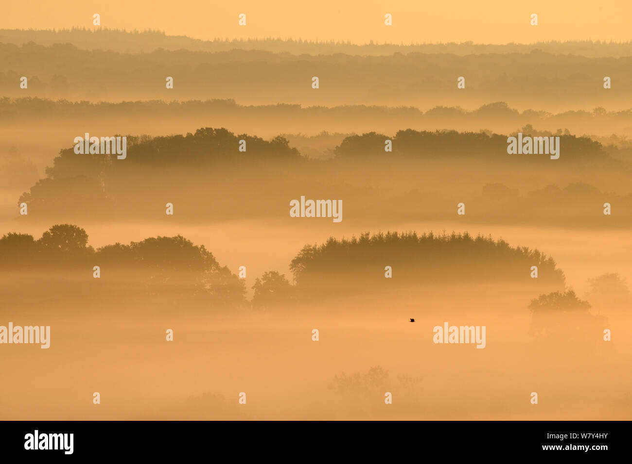 Nebbia di mattina sulla campagna, Vosges, Francia, settembre 2014 Foto Stock