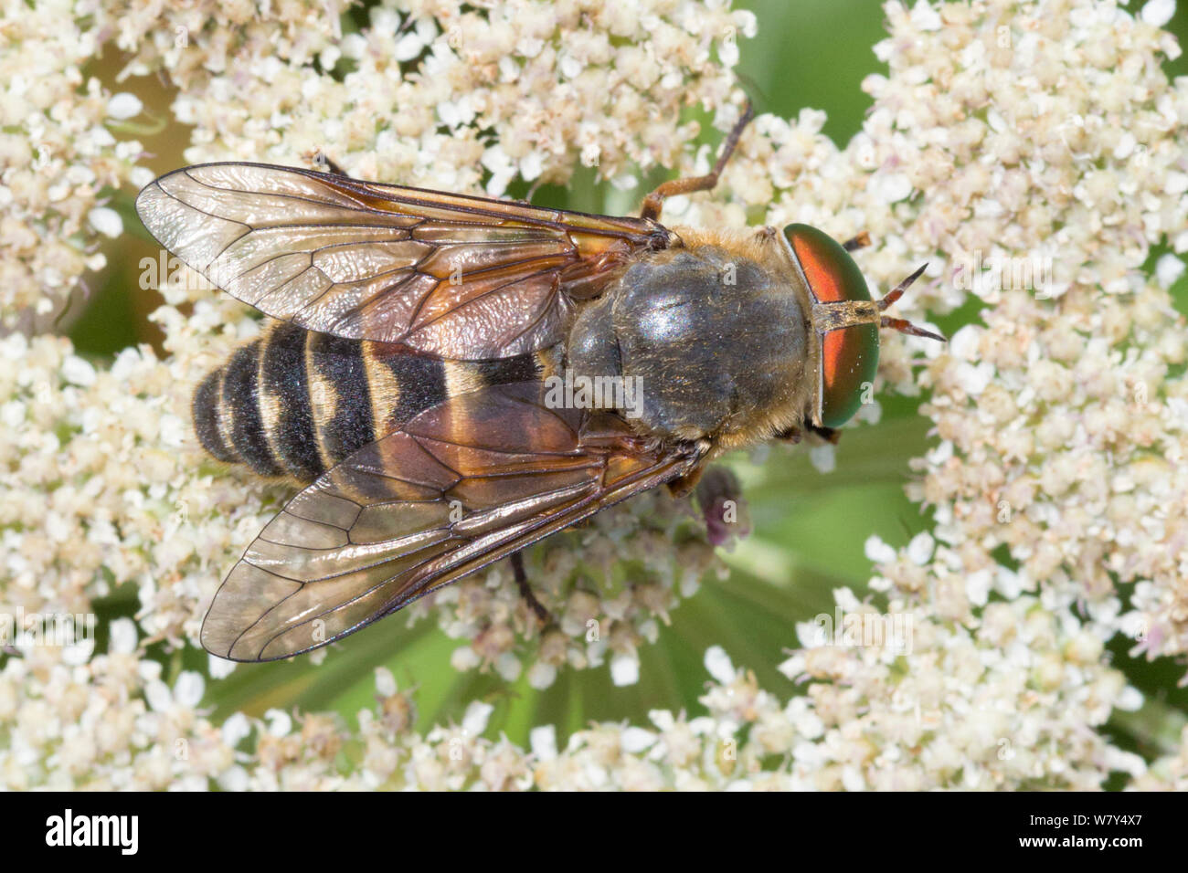 Horsefly (Philipomyia aprica) Nordtirol, Alpi austriache, Luglio. Foto Stock