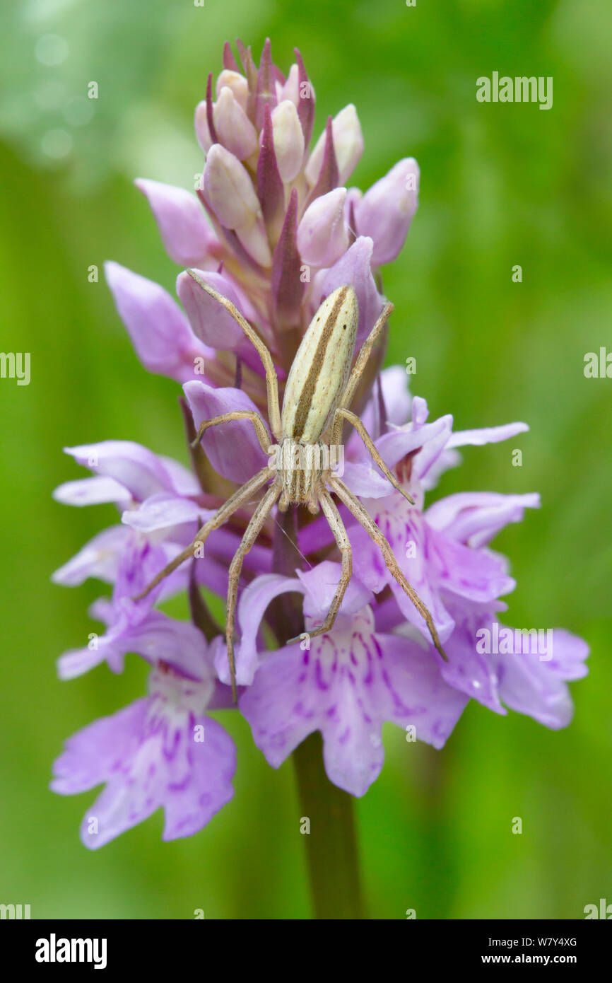 Esecuzione di ragno granchio (Tibellus oblongus) in attesa della preda agguato su orchid. Nordtirol, Alpi austriache, Luglio. Foto Stock