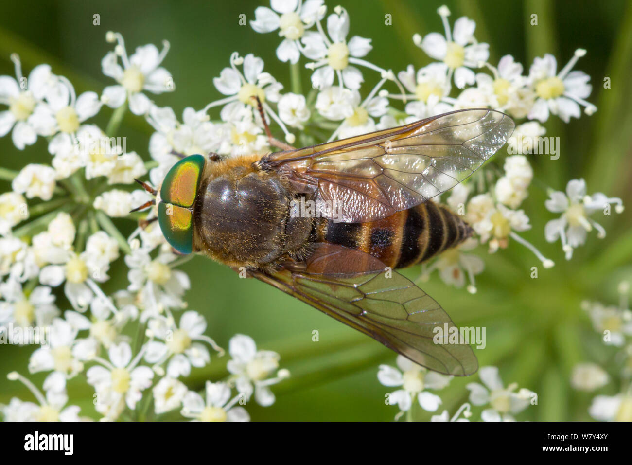 Horsefly (Philipomyia aprica) Nordtirol, Alpi austriache, Luglio. Foto Stock