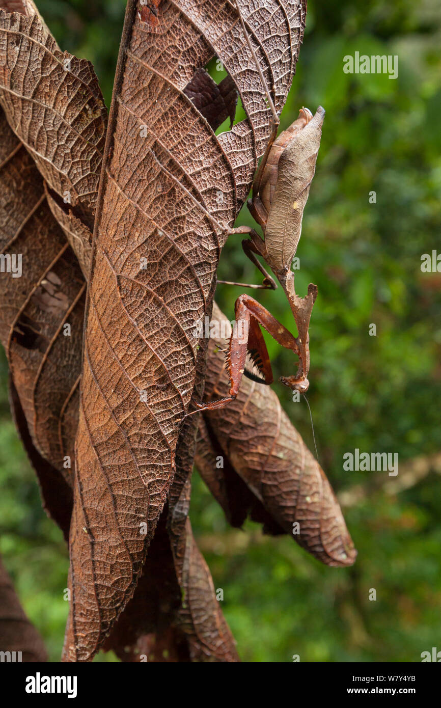 Foglia morta mantis (Deroplatys dessicata) mimetizzata su foglie morte, Danum Valley, Sabah Borneo. Foto Stock
