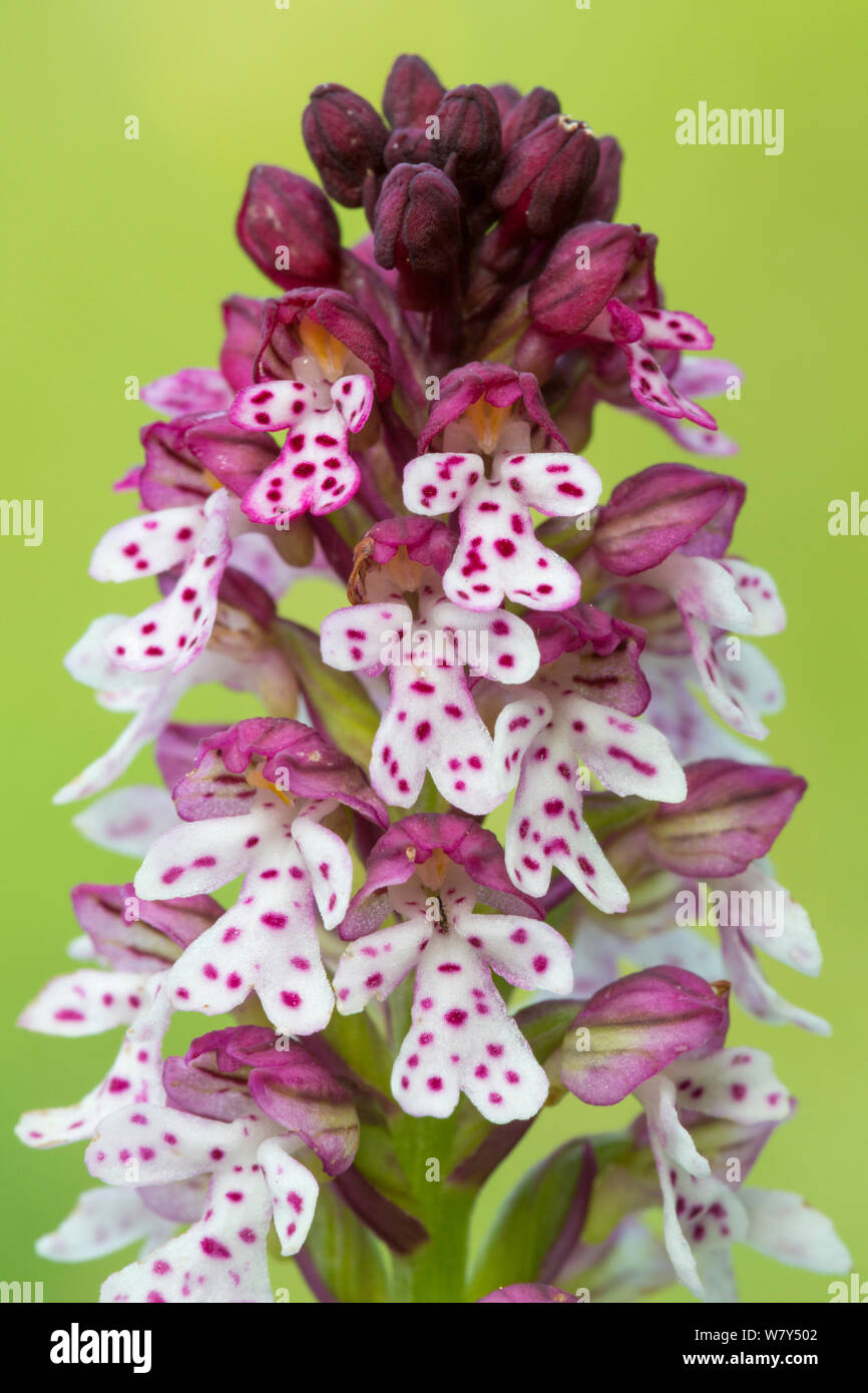Punta bruciato orchidea (Orchis ustulata) Nordtirol, Alpi austriache, Luglio. Foto Stock