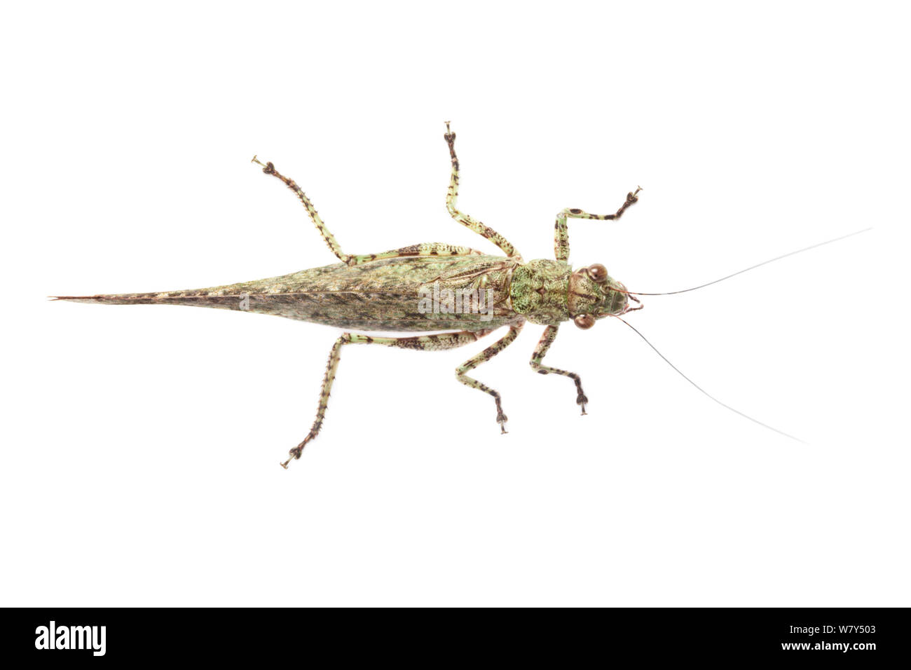 Bush cricket (Tettigoniidae) Danum Valley, Sabah Borneo. Foto Stock