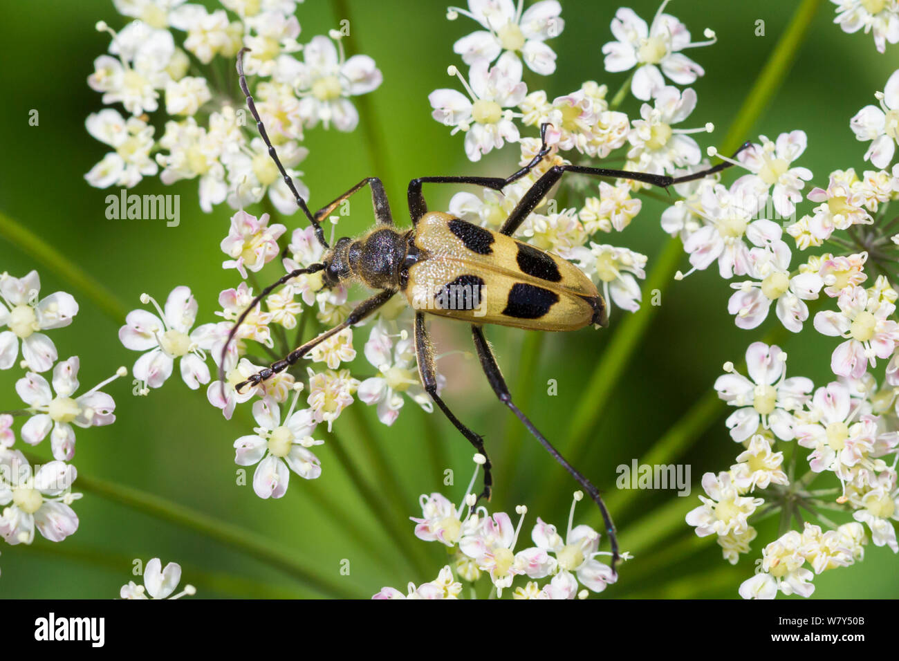 Longhorn beetle (Pachyta quadrimaculata) Nordtirol, Alpi austriache, Luglio. Foto Stock