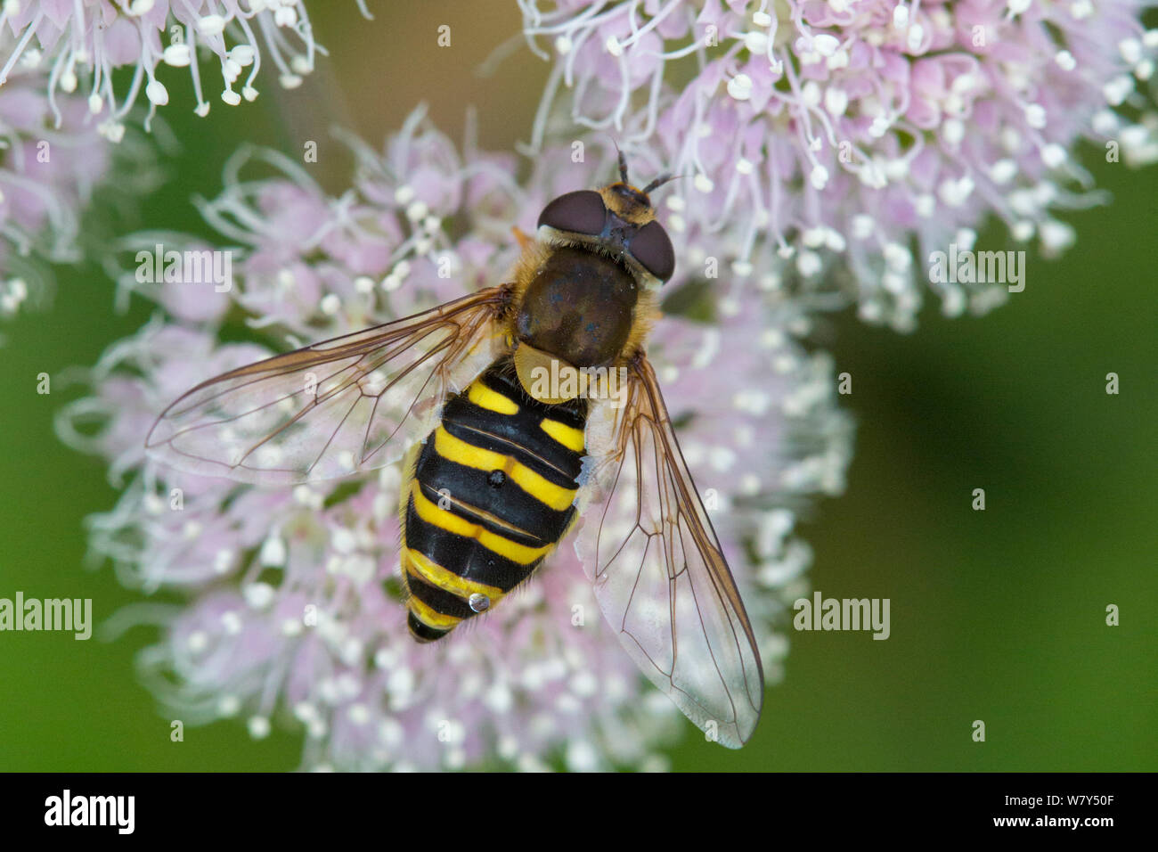 Hoverfly (Syrphus ribesii) Nordtirol, Alpi austriache, Luglio. Foto Stock