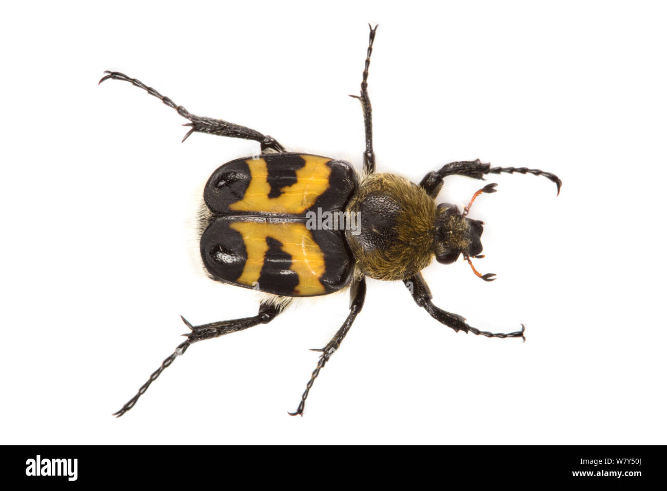 Bee beetle (Trichius fasciatus) Nordtirol, Alpi austriache, Luglio. Foto Stock
