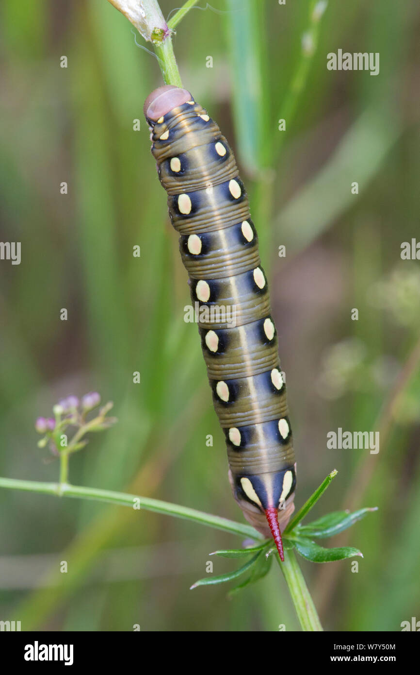Bedstraw hawk moth (Hyles gallii) caterpillar. Nordtirol, Alpi austriache, Luglio. Foto Stock