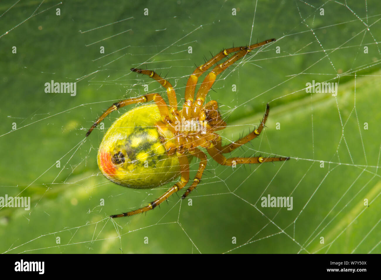 Il cetriolo spider (Araniella cucurbitina) femmina. Nordtirol, Alpi austriache, Luglio. Foto Stock