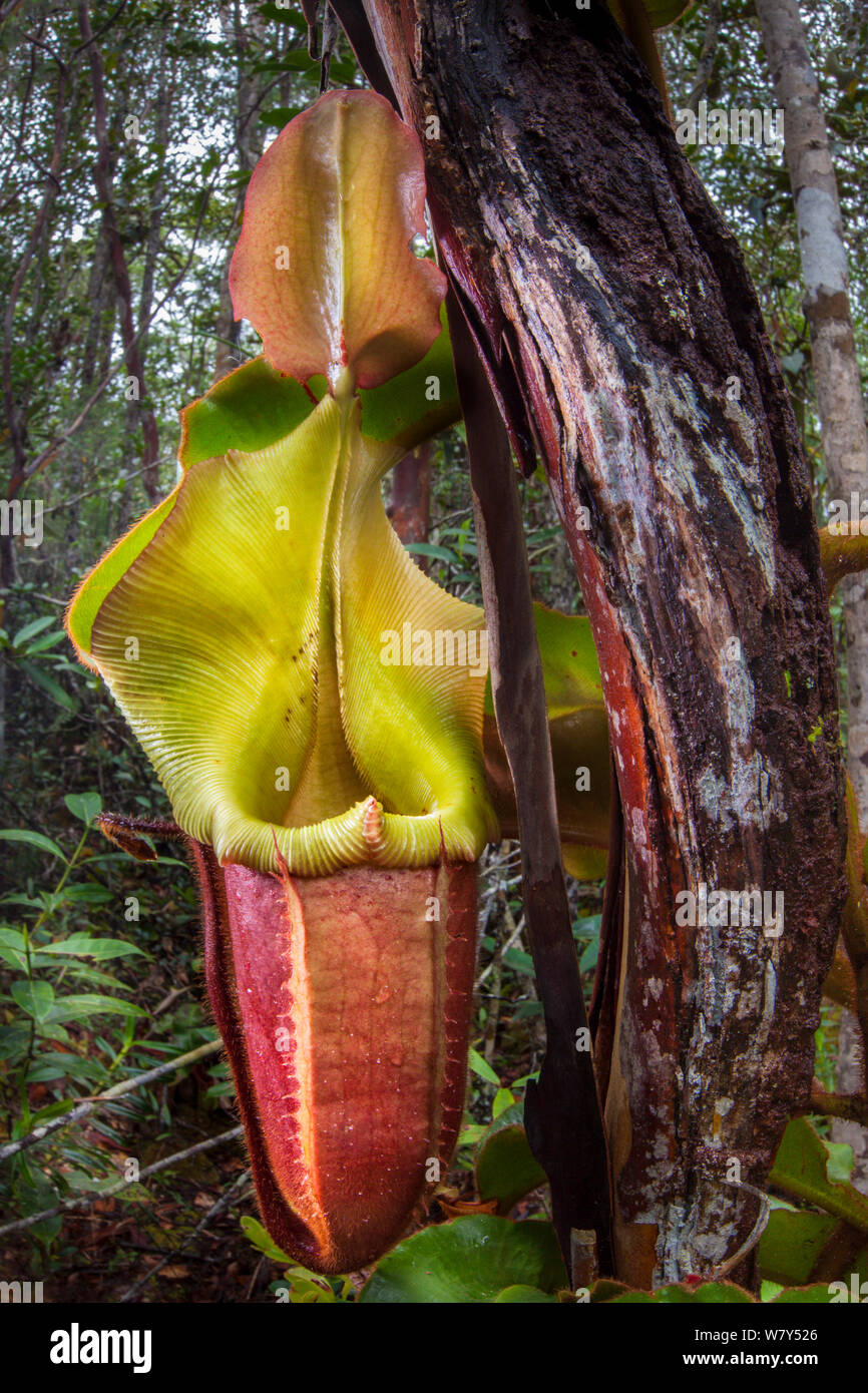 Antenna di grandi dimensioni brocca di Veitch&#39;s pianta brocca (Nepenthes veitchii) crescente fino ad un tronco d'albero. Maliau Basin, Sabah Borneo. Foto Stock