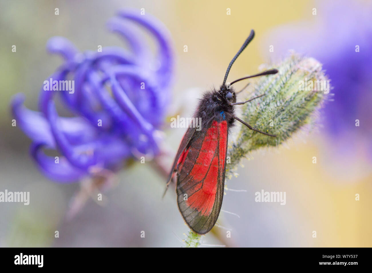 Burnett trasparente (Zygaena purpuralis) Nordtirol, Alpi austriache, Giugno. Foto Stock