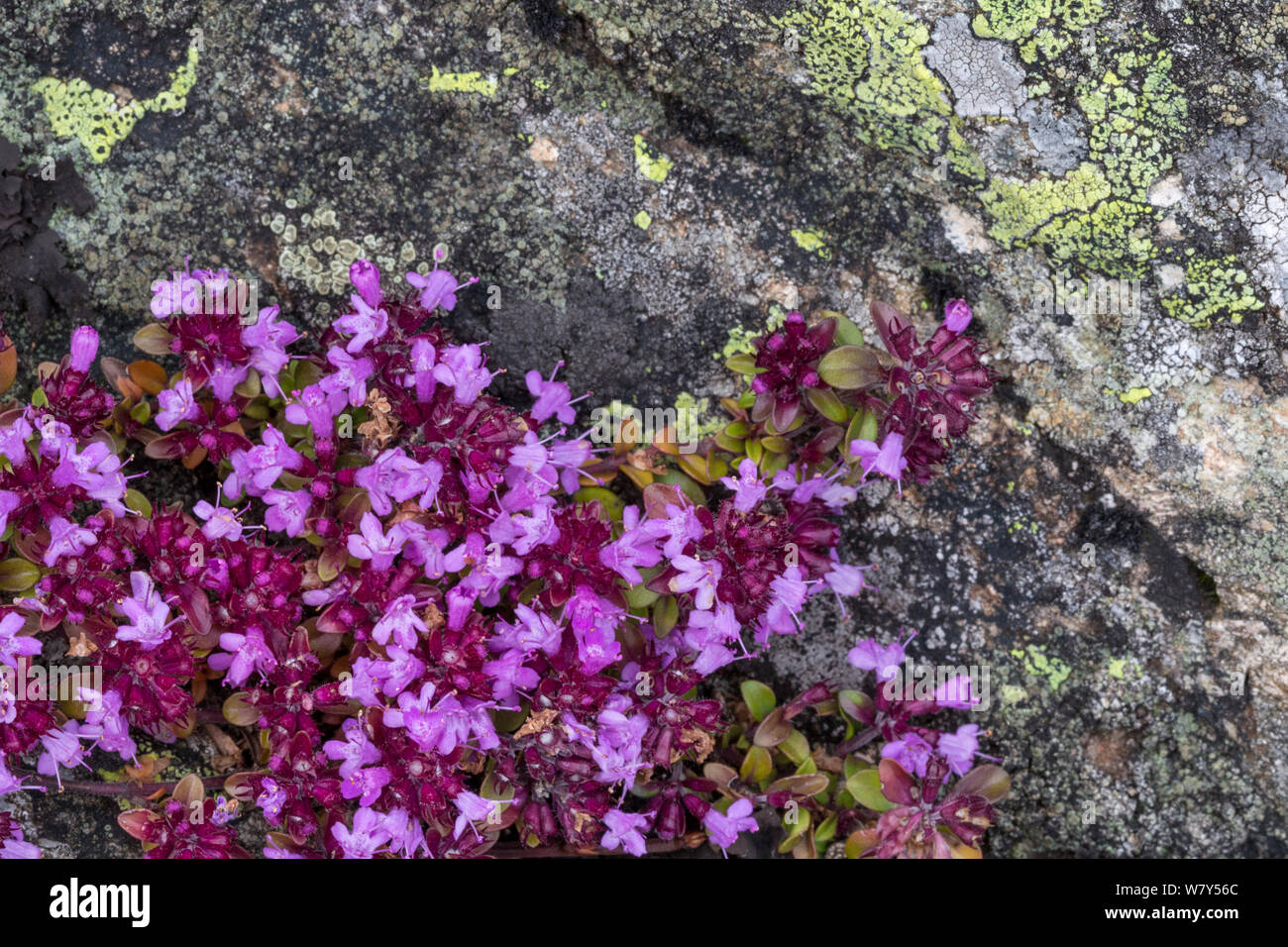 Timo (Thymus praecox polytrichus) Nordtirol, Alpi austriache, Luglio. Foto Stock