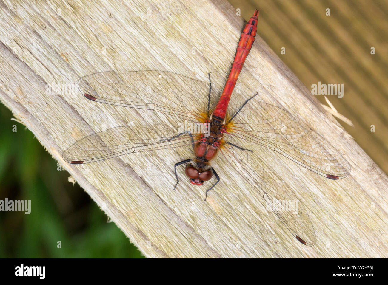 Ruddy darter dragonfly (Sympetrum sanguineum) Strumpshaw Fen, Norfolk, Regno Unito, Settembre. Foto Stock