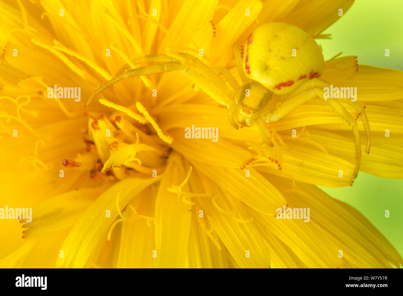 Oro ragno granchio (Misumena vatia) mimetizzata su fiore giallo. Nordtirol, Alpi austriache, Luglio. Foto Stock