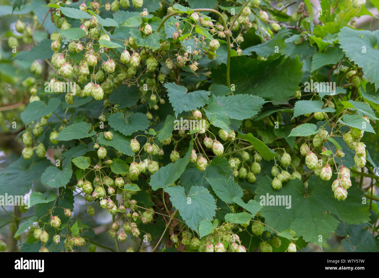 Luppolo (Humulus lupulus) Strumpshaw Fen, Norfolk, Regno Unito, Settembre. Foto Stock