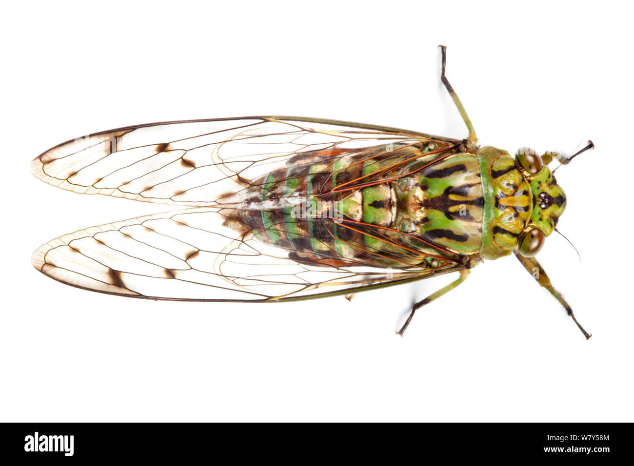 Cicala (Cicadoidea) con marcature di mimetizzazione. Danum Valley, Sabah Borneo. Foto Stock