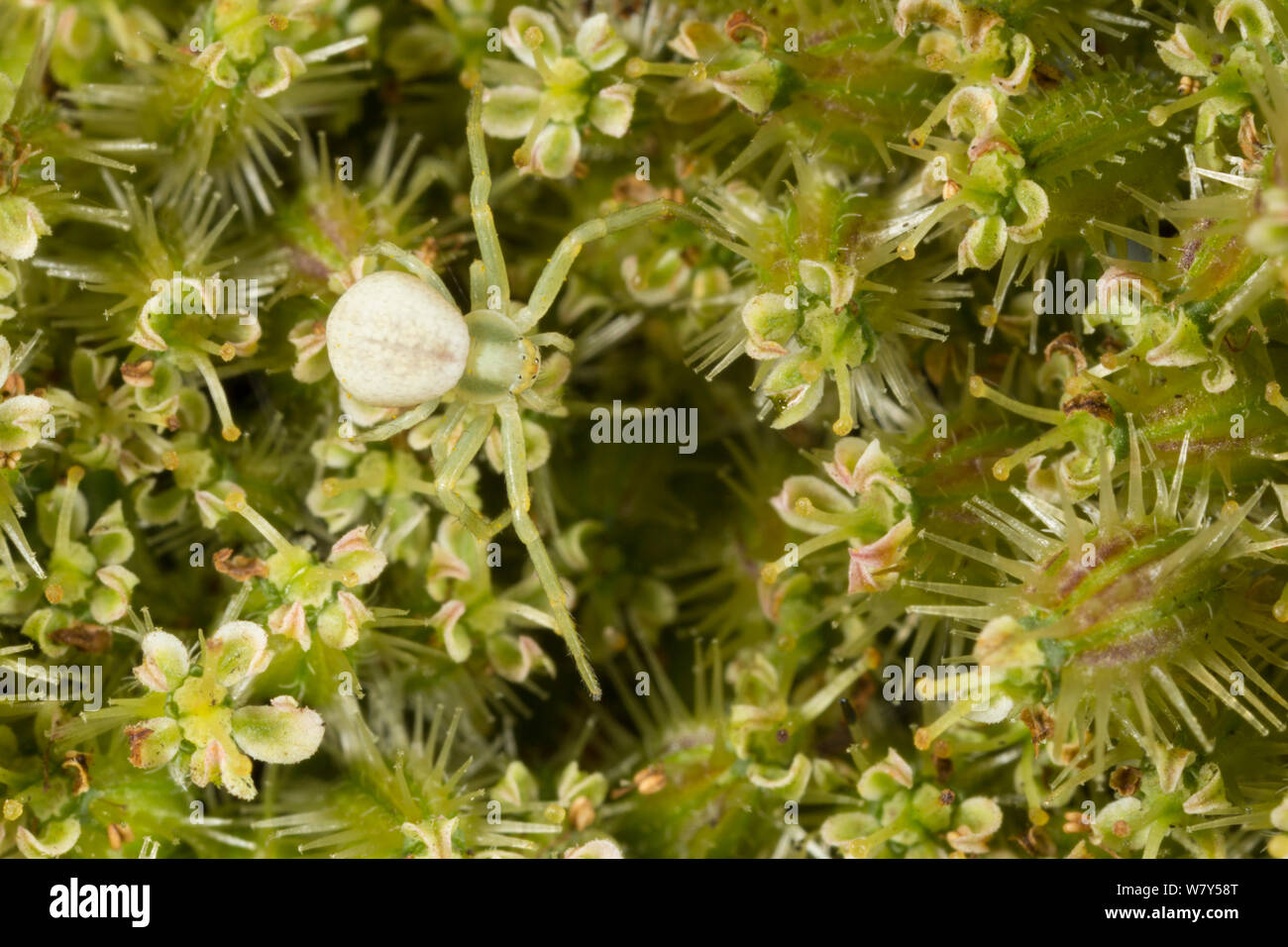 Oro ragno granchio (Misumena vatia) spiderling, Derbyshire, Regno Unito, Settembre. Foto Stock