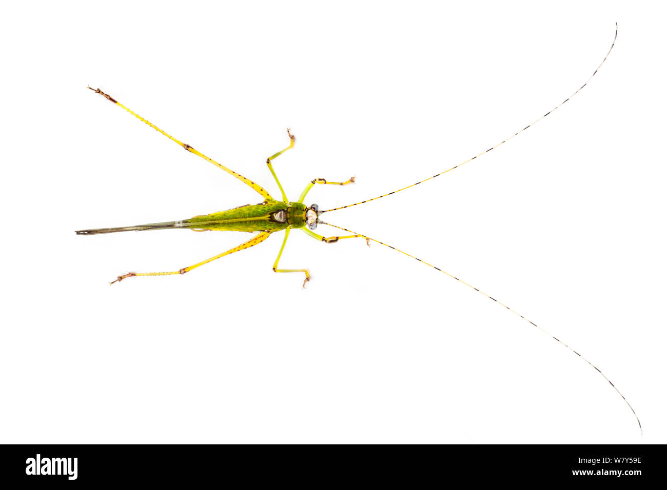 Bush cricket (Tettigoniidae) Danum Valley, Sabah Borneo. Foto Stock