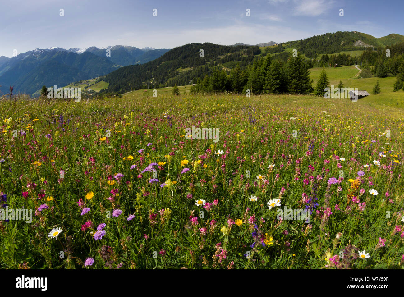 Prato alpino, Nordtirol, Alpi austriache, luglio 2014. Foto Stock