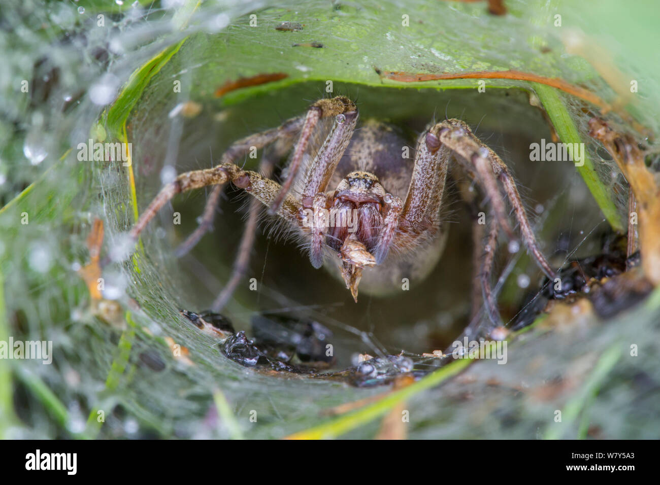 Labirinto spider (Agelena labyrinthica) nell'imbuto web. Nordtirol, Alpi austriache, Luglio. Foto Stock