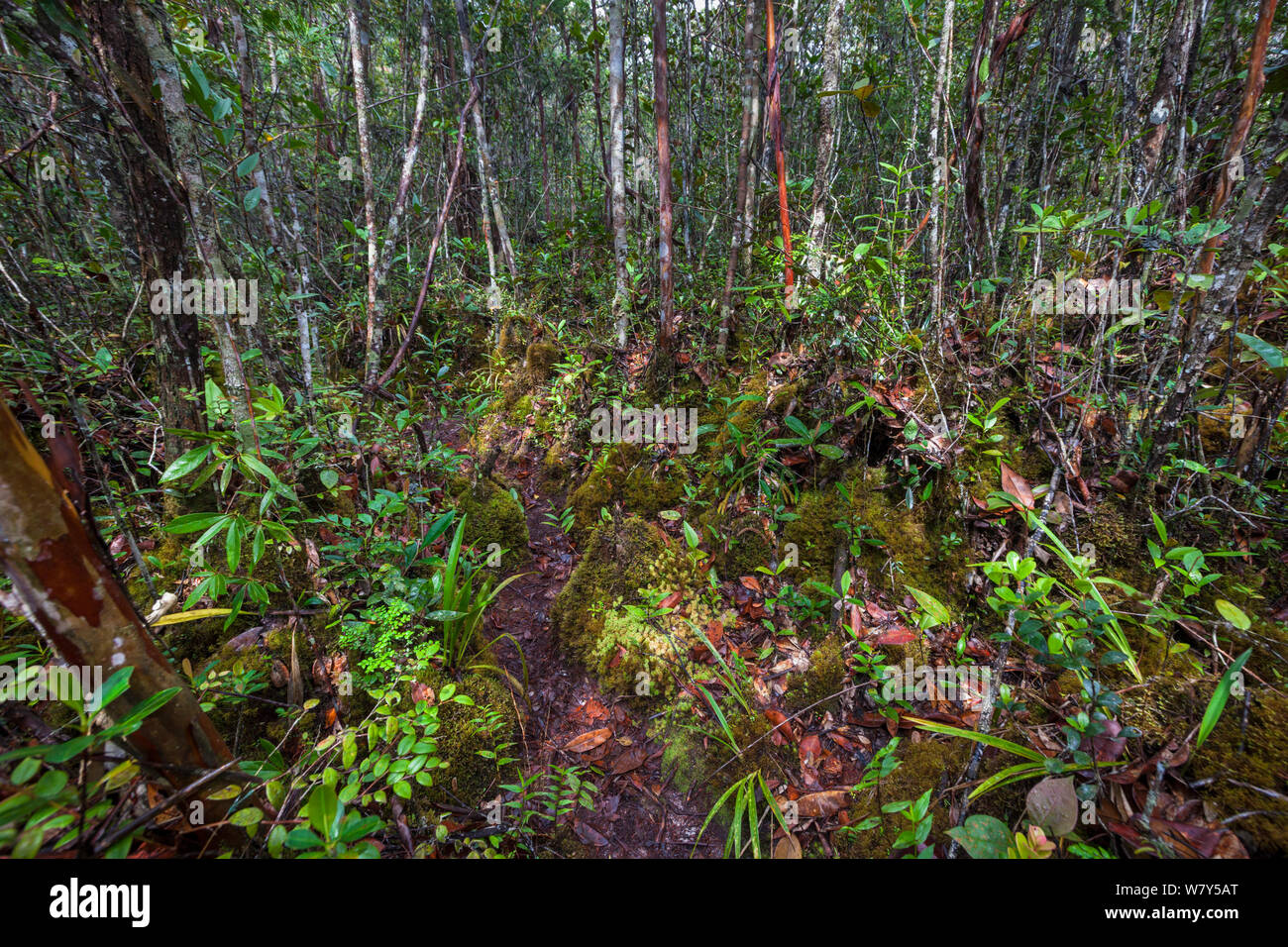 Montane mossy heath foresta o &#39;kerangas&#39; sull'altopiano meridionale, Maliau Basin, Sabah Borneo. Maggio 2011. Foto Stock