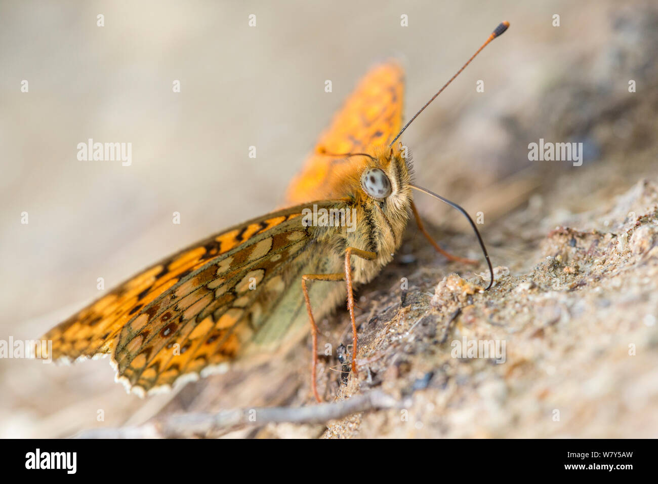 Niobe fritillary (Argynnis niobe) bere acque ricche in minerali dal bordo di una pozzanghera. Nordtirol, Austria. Giugno. Foto Stock