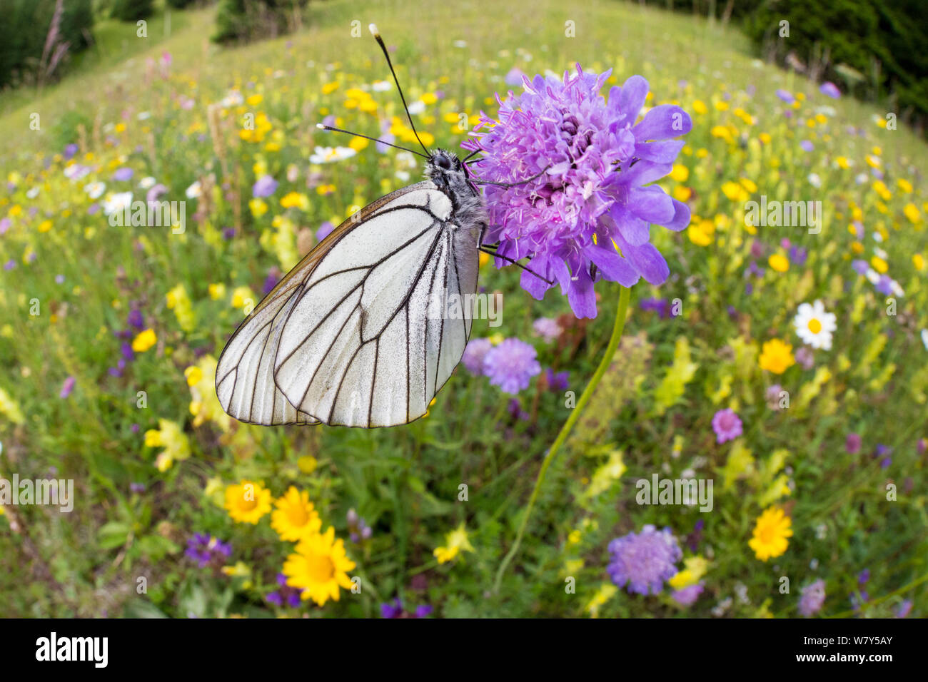 Nero-bianco venato butterfly (Aporia crataegi) Nordtirol, Alpi austriache, Luglio. Foto Stock