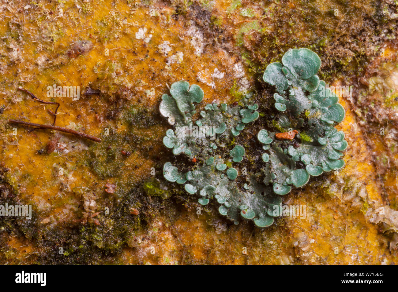 Licheni crescono su foglia morta nella foresta pluviale tropicale. Maliau Basin, Sabah Borneo. Foto Stock