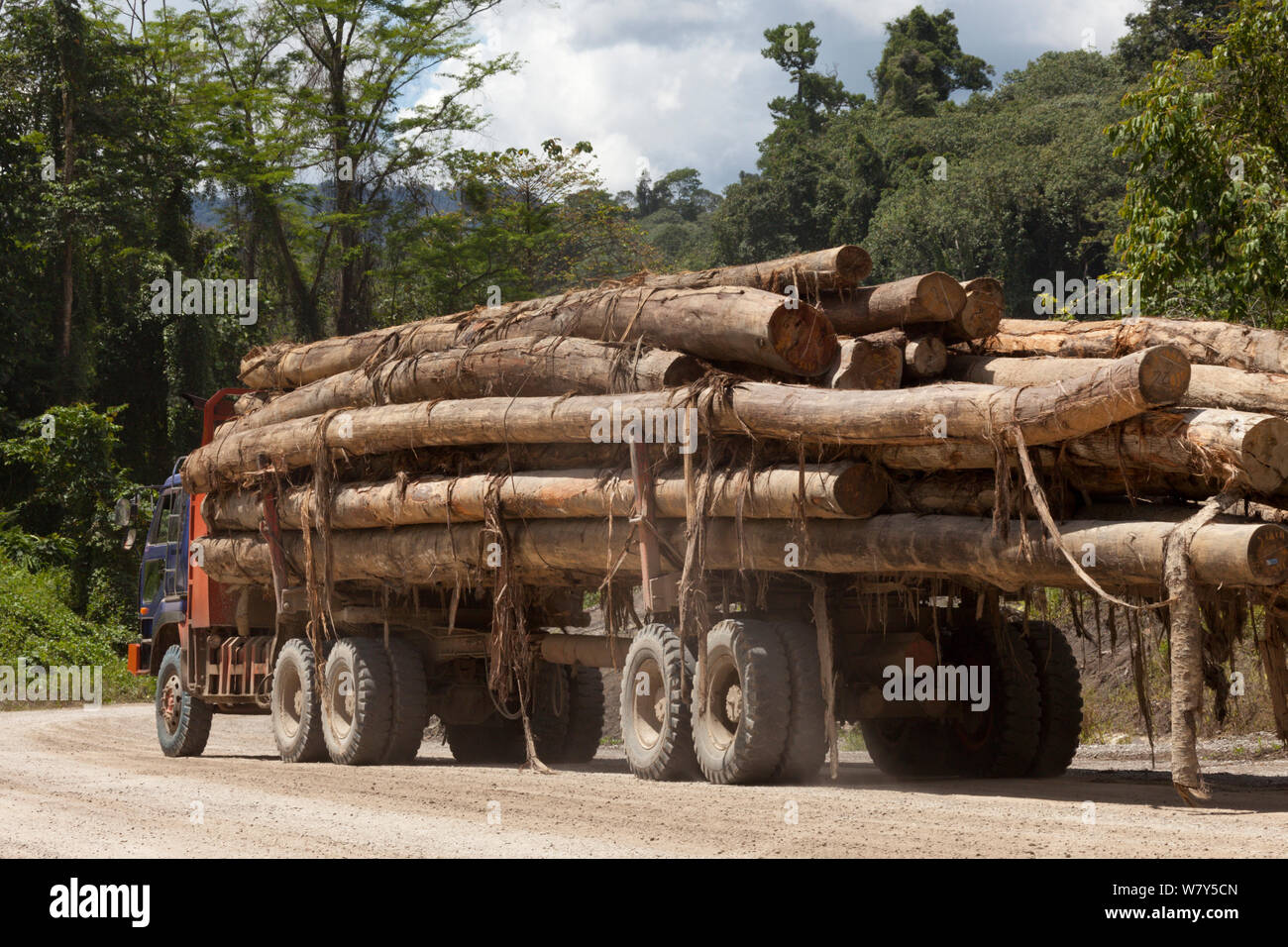 Registrato il legname della foresta pluviale su carrello, Sabah Borneo, maggio 2011. Foto Stock