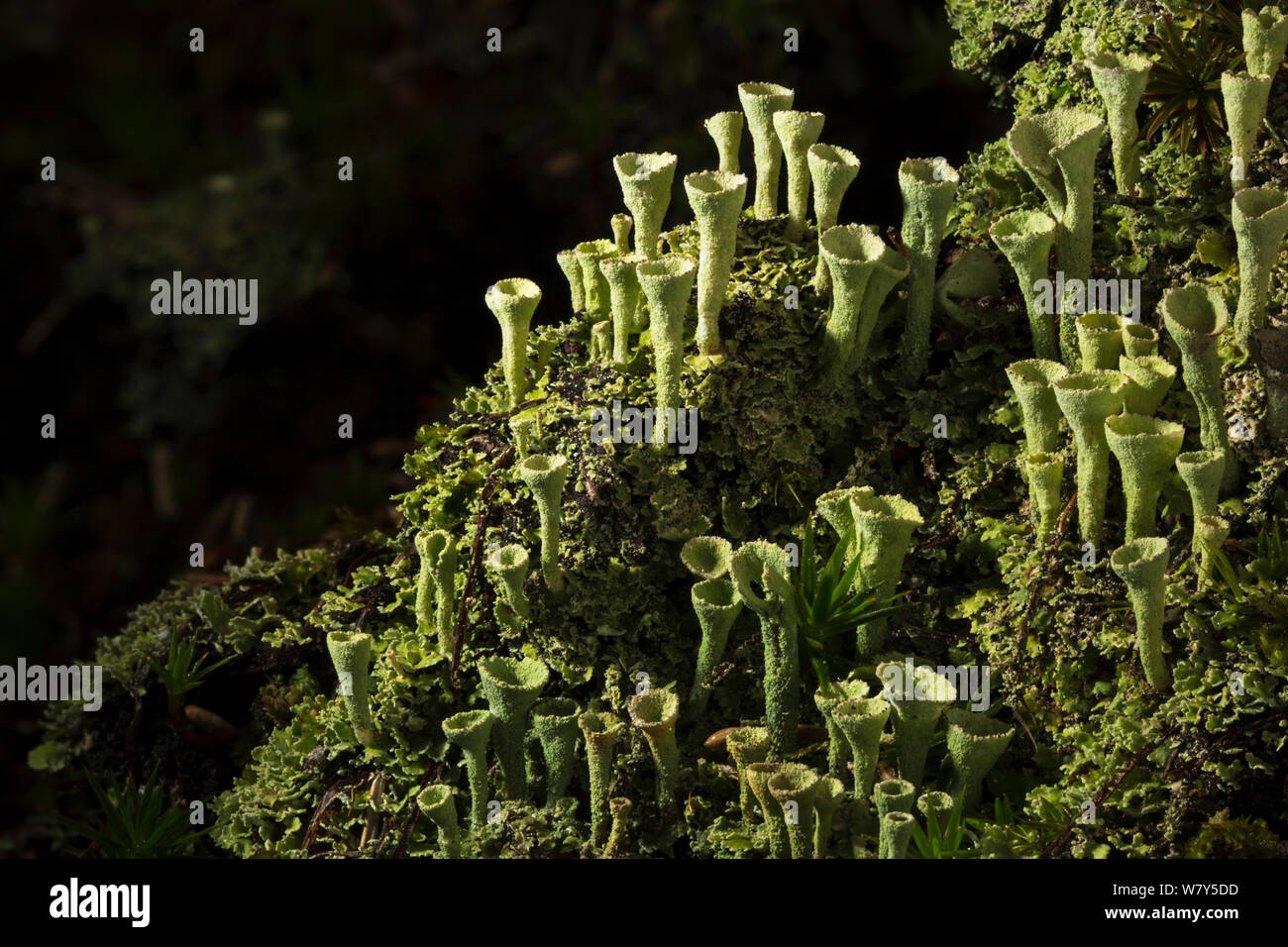 Tromba lichen (Cladonia fimbriata) Nordtirol, Alpi austriache, Luglio. Foto Stock