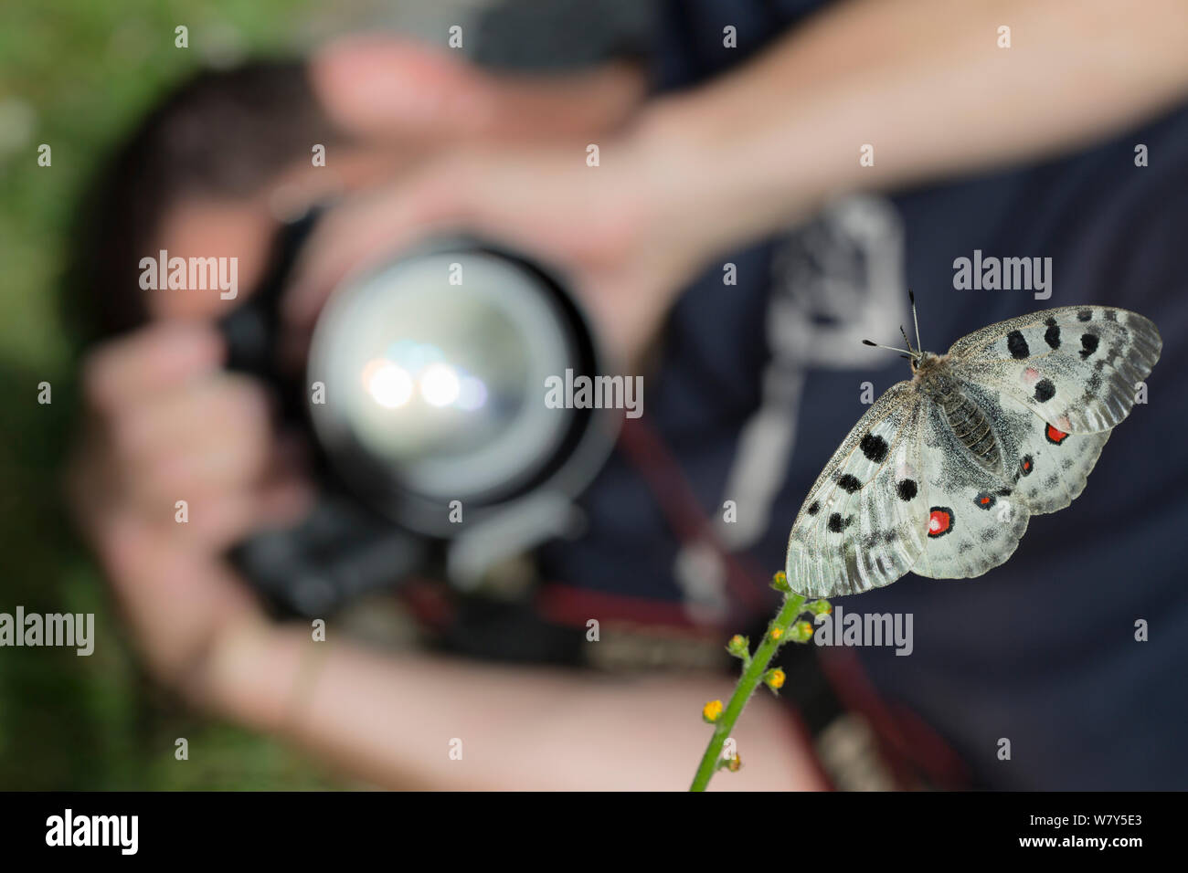 Wildlife Photographer di scattare una foto di Apollo butterfly (Parnassius apollo) Nordtirol, Alpi austriache, Luglio. Foto Stock