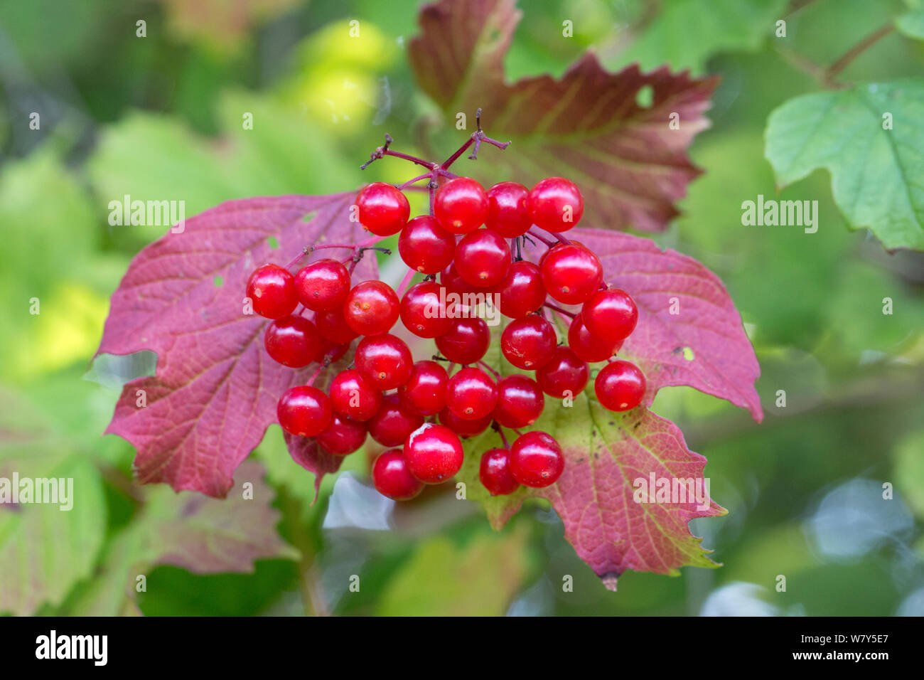 Viburno rose / Crampbark (Viburnum opulus) Bacche, Strumpshaw Fen, Norfolk, Regno Unito, Settembre. Foto Stock