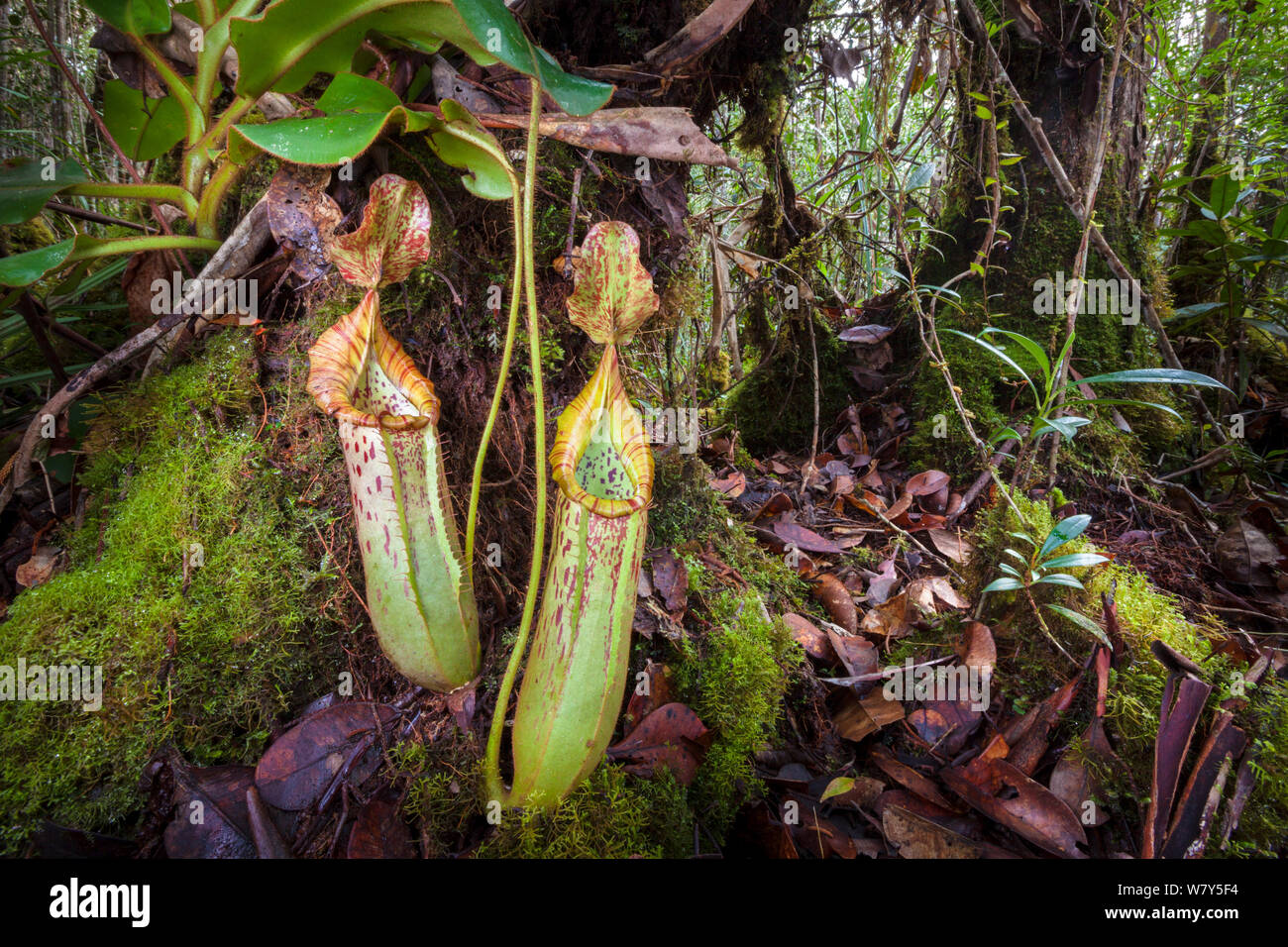 Pianta brocca (Nepenthes veitchii x stenophylla), un ibrido naturale. Maliau Basin, Borneo. Foto Stock