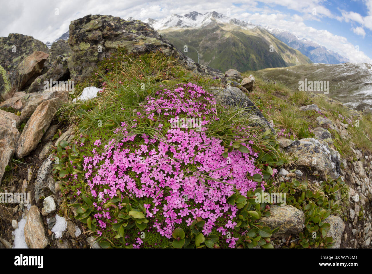 Moss campion (Silene acaulis) Nordtirol, Alpi austriache, Luglio. Foto Stock