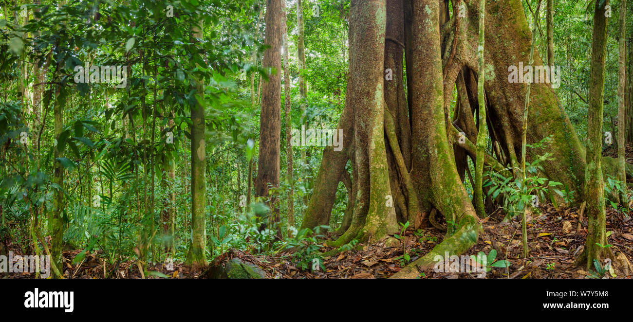 Strangler fig (Ficus sp) Maliau Basin, Sabah Borneo, maggio 2011. Foto Stock